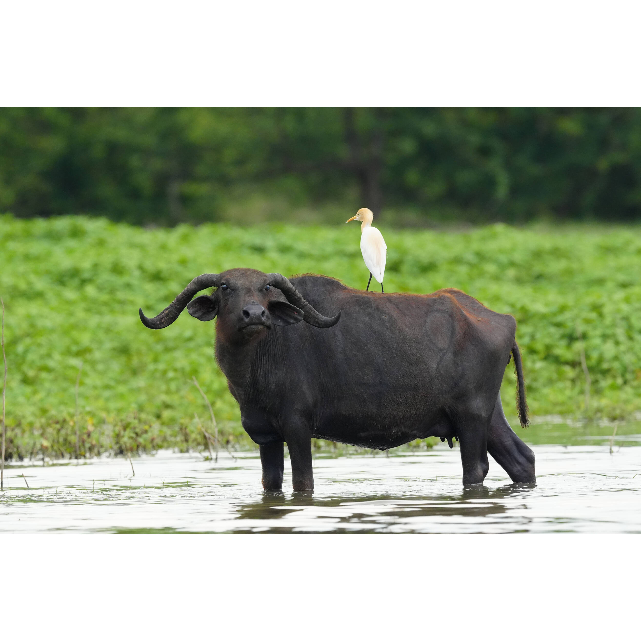 Sony Alpha 6700 + 18-135mm Zoom Lens