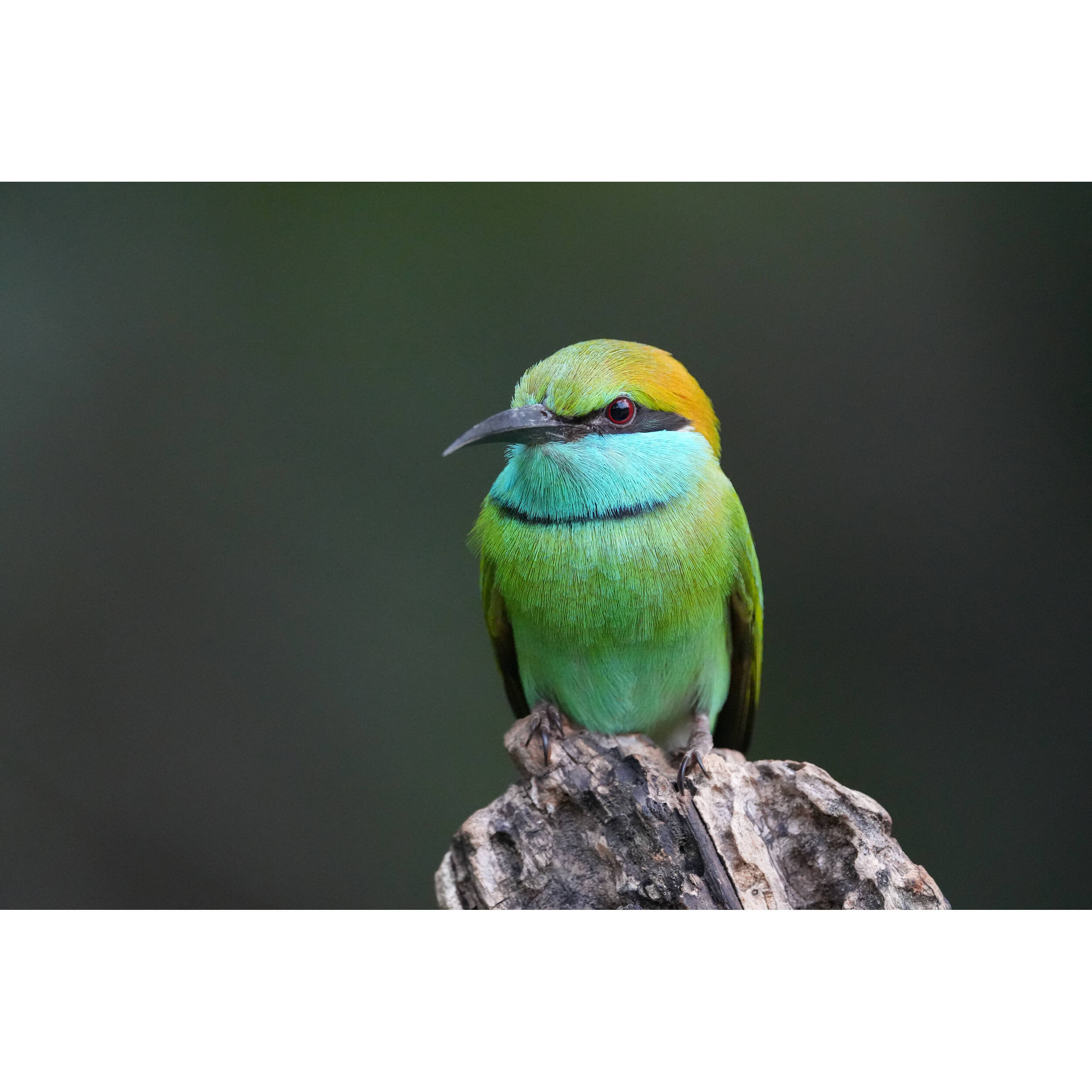 Sony Alpha 6700 + 18-135mm Zoom Lens