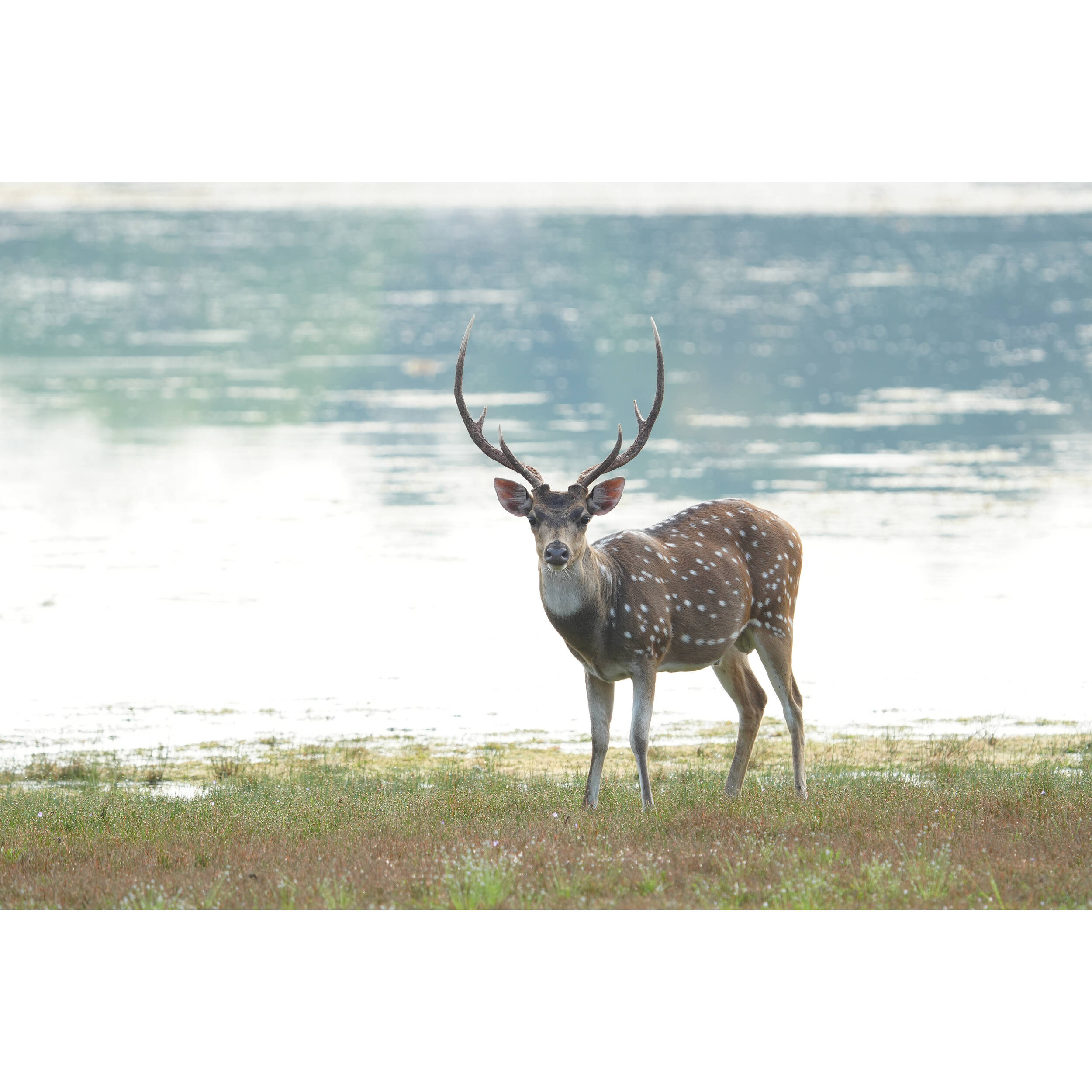 Sony Alpha 6700 + 18-135mm Zoom Lens